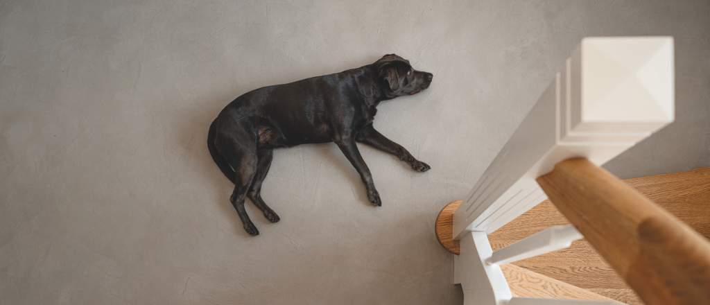 Ein schwarzer Hund liegt auf einem grauen futado Boden von Volimea.